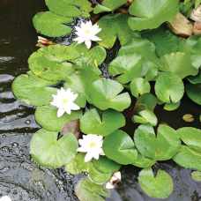 Ukrasni lokvanj beli 3kom
